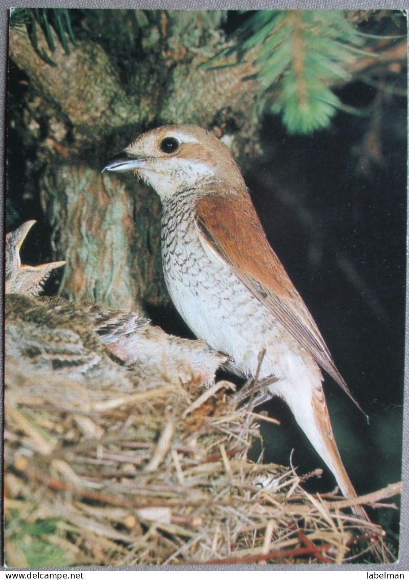 GERMANY DEUTSCHLAND FOGEL BIRD NEUNTOTER LANIUS COLLURIO POSTCARD ANSICHTSKARTE CARTOLINA CARTE POSTALE POSTKARTE CARD - Eimsbüttel