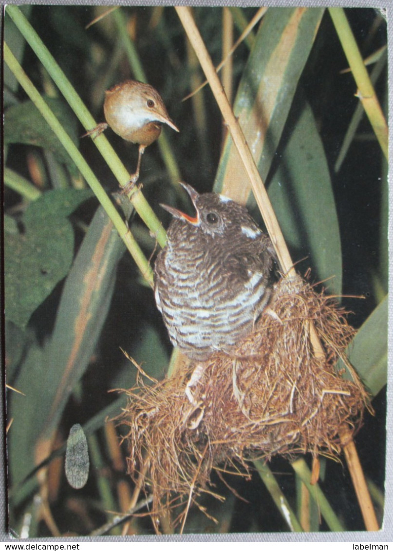 GERMANY DEUTSCHLAND FOGEL BIRD NEUNTOTER LANIUS COLLURIO POSTCARD ANSICHTSKARTE CARTOLINA CARTE POSTALE POSTKARTE CARD - Eimsbüttel