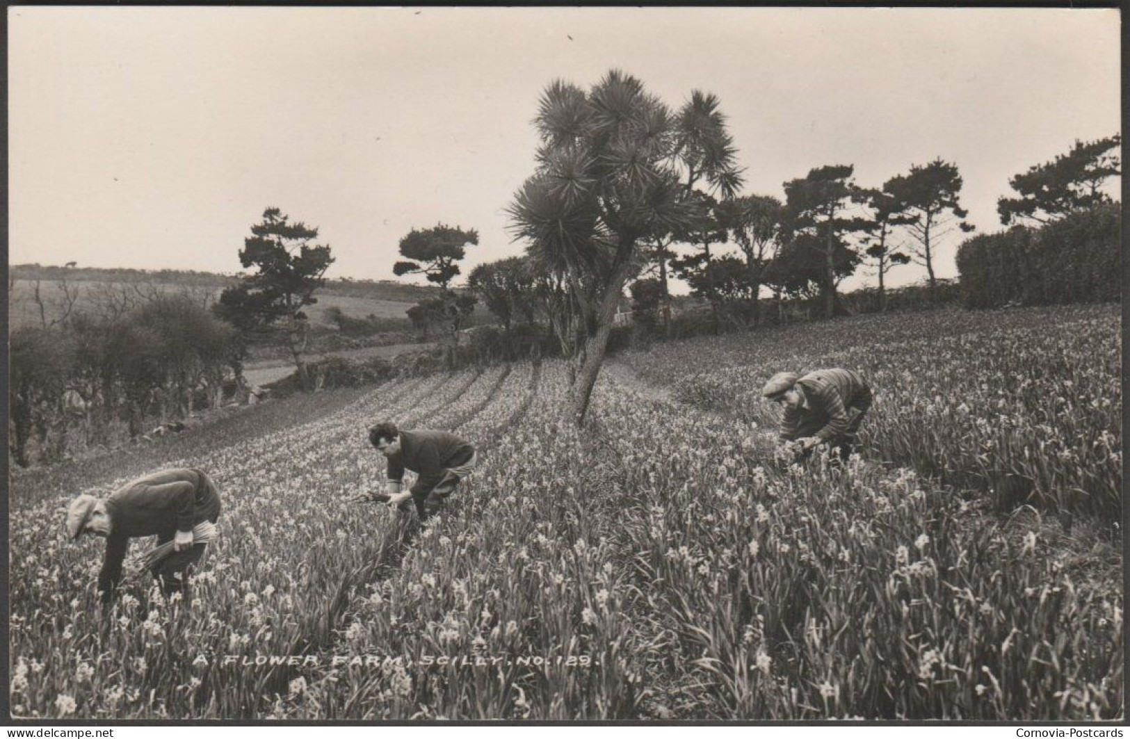 Flower Farm, Scilly, C.1950 - James Gibson RP Postcard - Scilly Isles