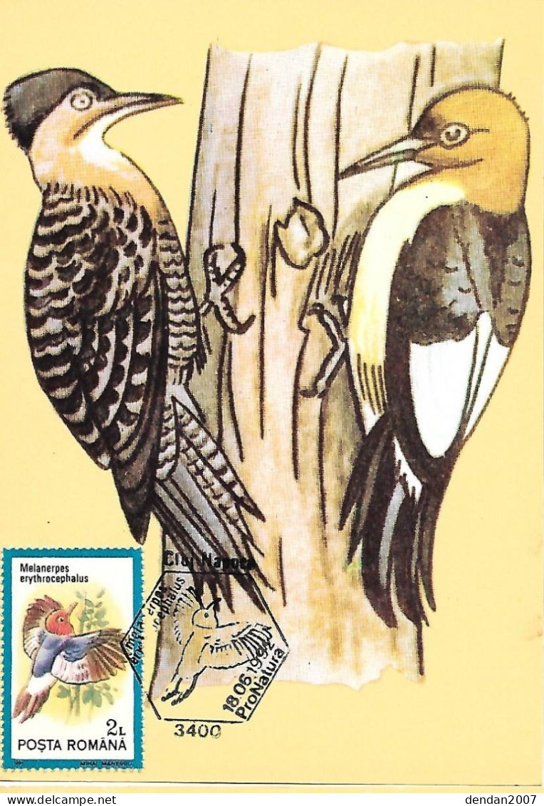 Rumania - Maximum Card 1992 :  Red-headed Woodpecker  -  Melanerpes Erythrocephalus - Spechten En Klimvogels