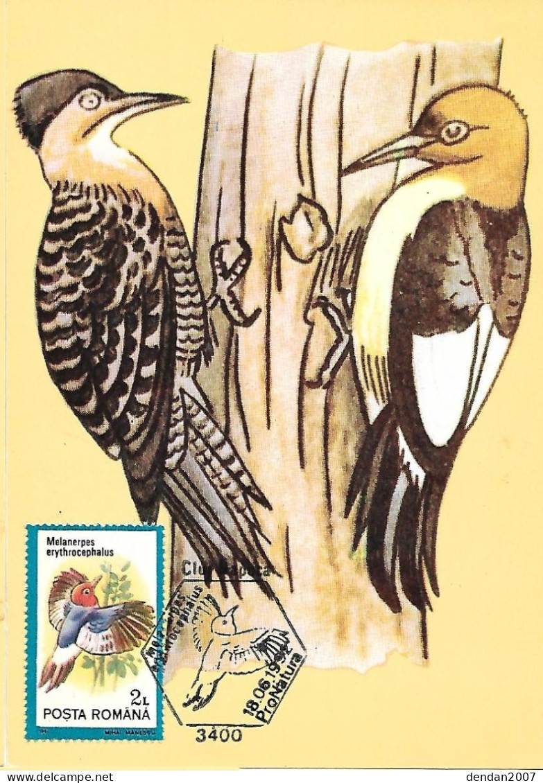 Rumania - Maximum Card 1992 :  Red-headed Woodpecker  -  Melanerpes Erythrocephalus - Pics & Grimpeurs
