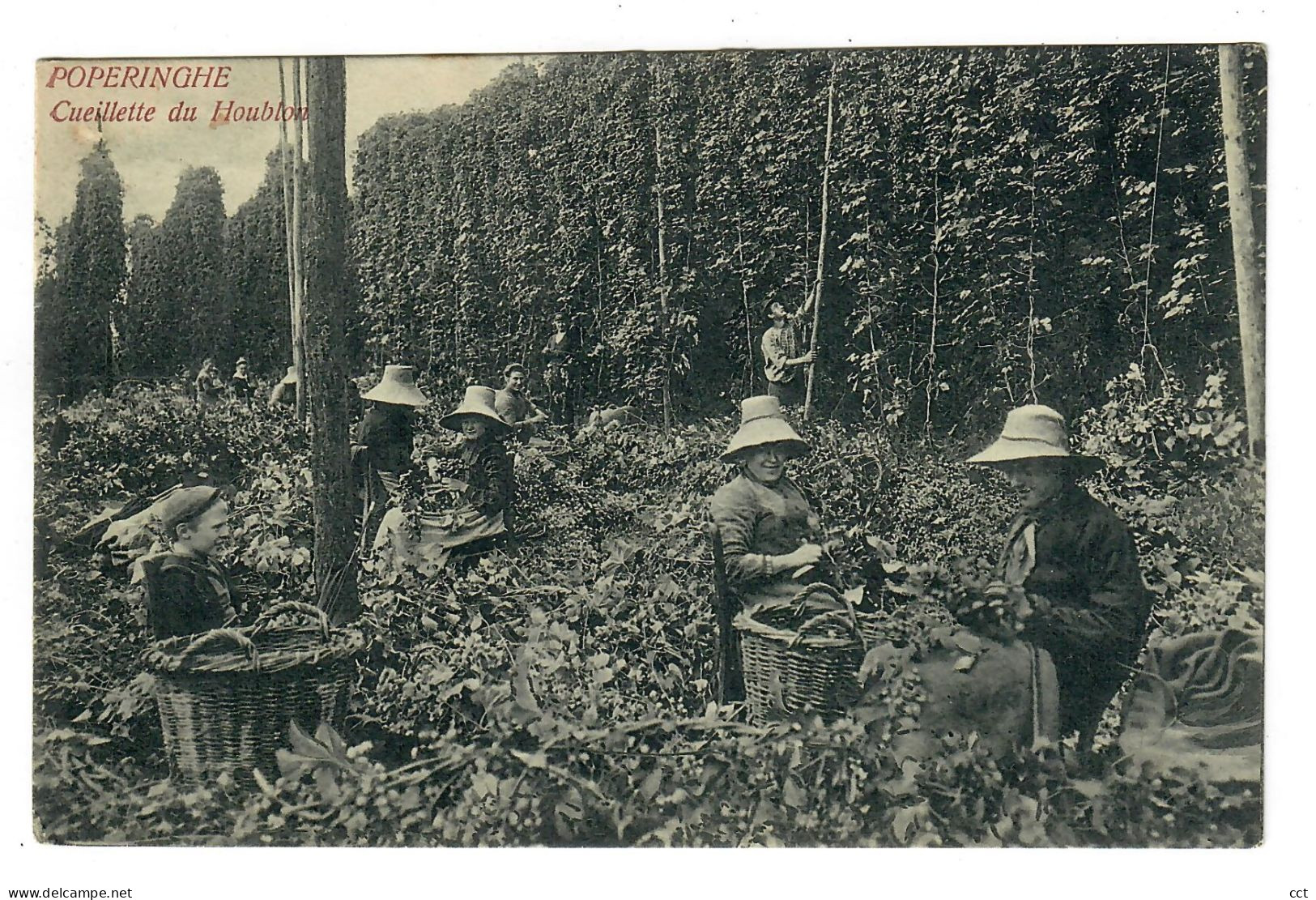 Poperinge   Cueillette Du Houblon       De Hopteelt  La Culture Houblonnière - Poperinge