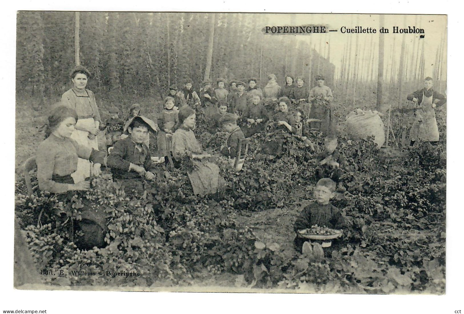 Poperinge   Cueillette Du Houblon       De Hopteelt  La Culture Houblonnière - Poperinge