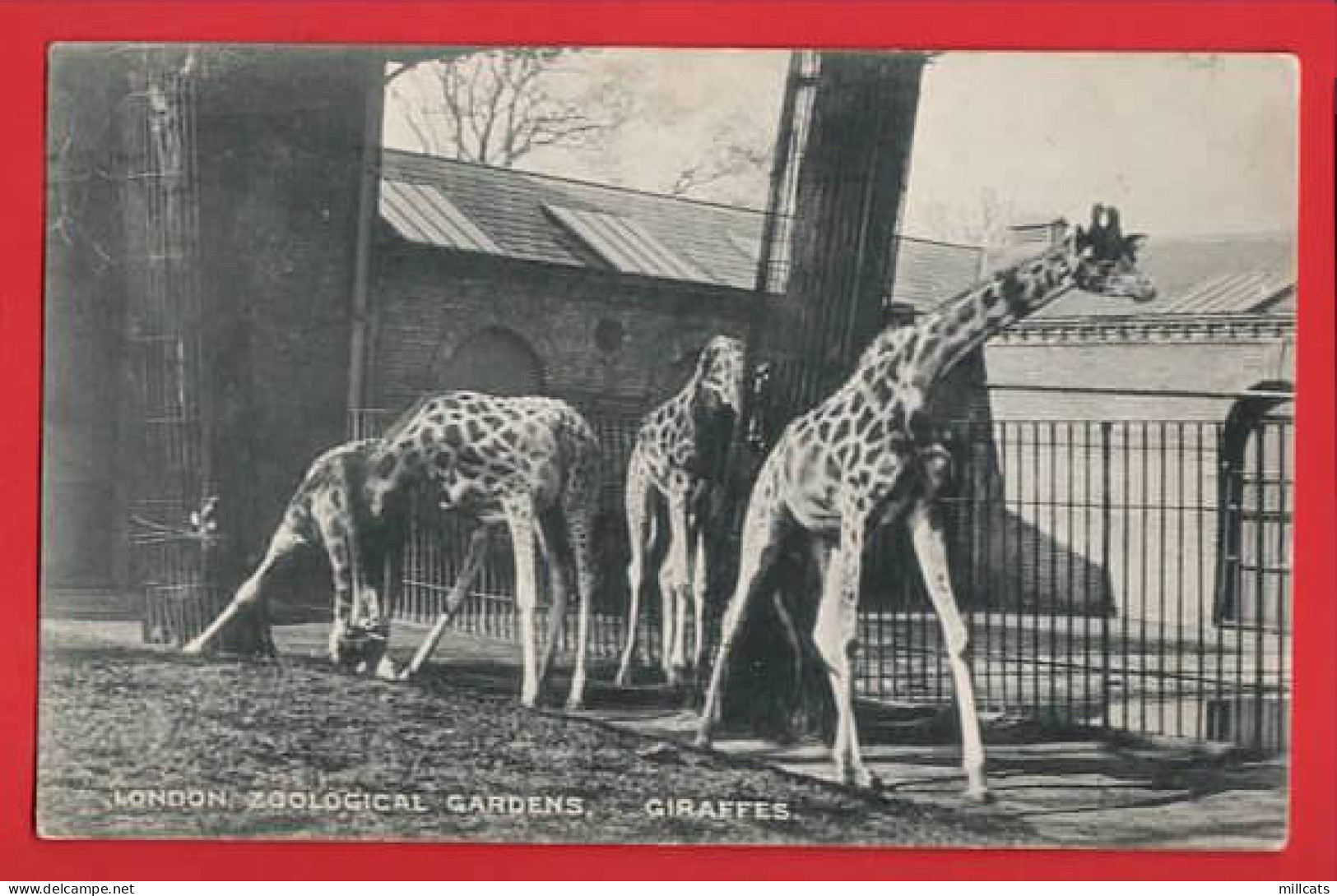 LONDON ZOO   GIRAFFES  LONDON STEREOSCOPE PUBLISHER Pu  1920 - Girafes