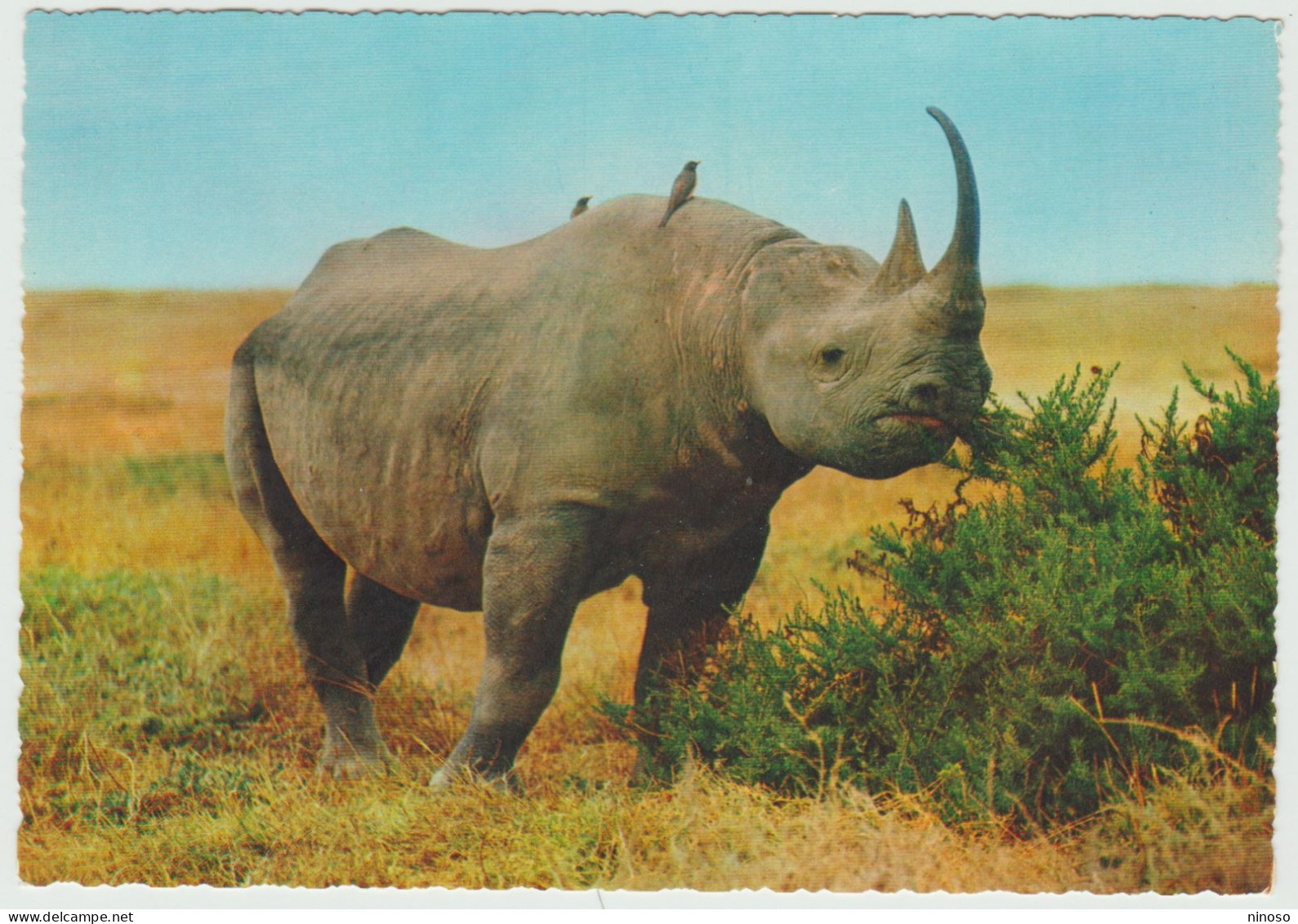 CARTOLINA NON VIAGGIATA - RINOCERONTE NERO - AFRICA  -  ED. CARAMI - MILANO - Rhinoceros