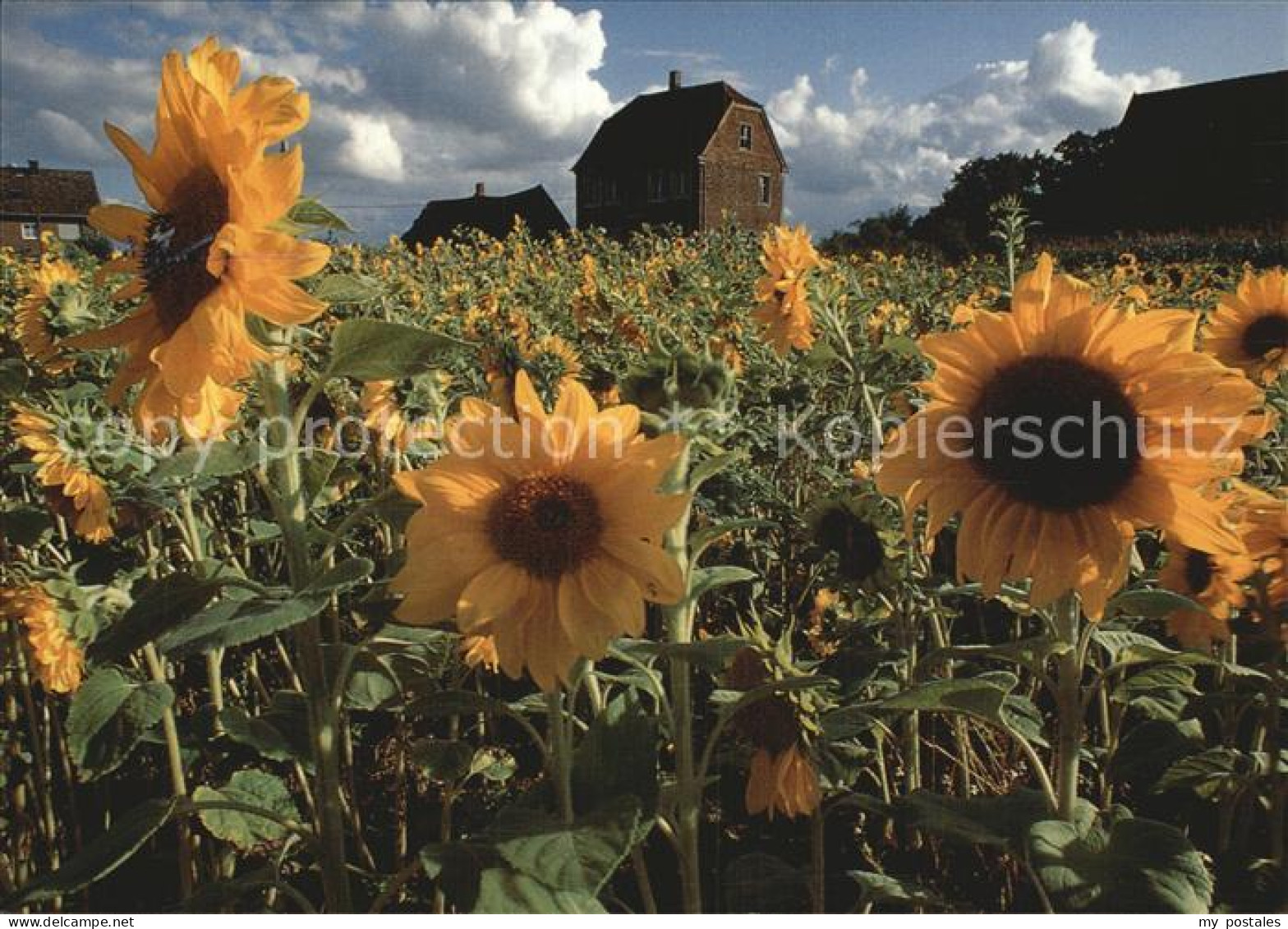 72571479 Luedinghausen Sonnenblumen Mit Kornspeicher Luedinghausen - Luedinghausen