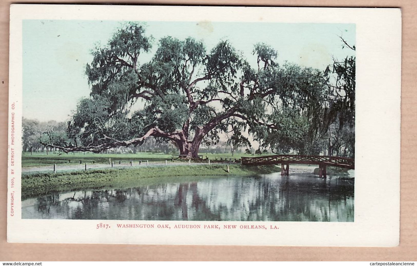 31950 / NEW-ORLEANS Louisiana-LA WASHINGTON Oak AUDUBON Park Copyright 1900 By DETROIT PHOTOGRAPHIC Co N°5817 - New Orleans