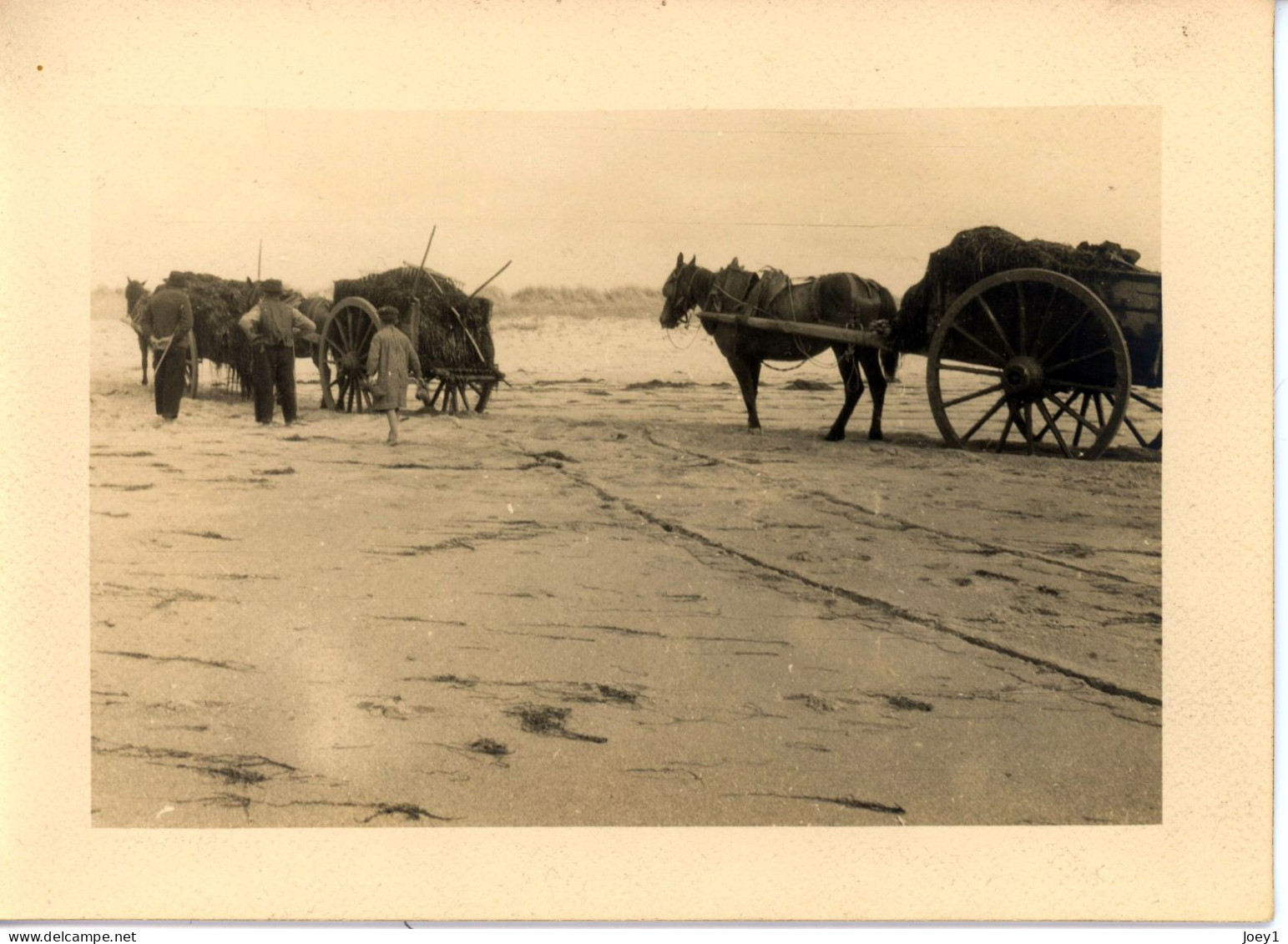 Photo De St Martin De Bréhal, Ramassage Du Varech Département De La Manche Années 1920 Format 13/18 - Places