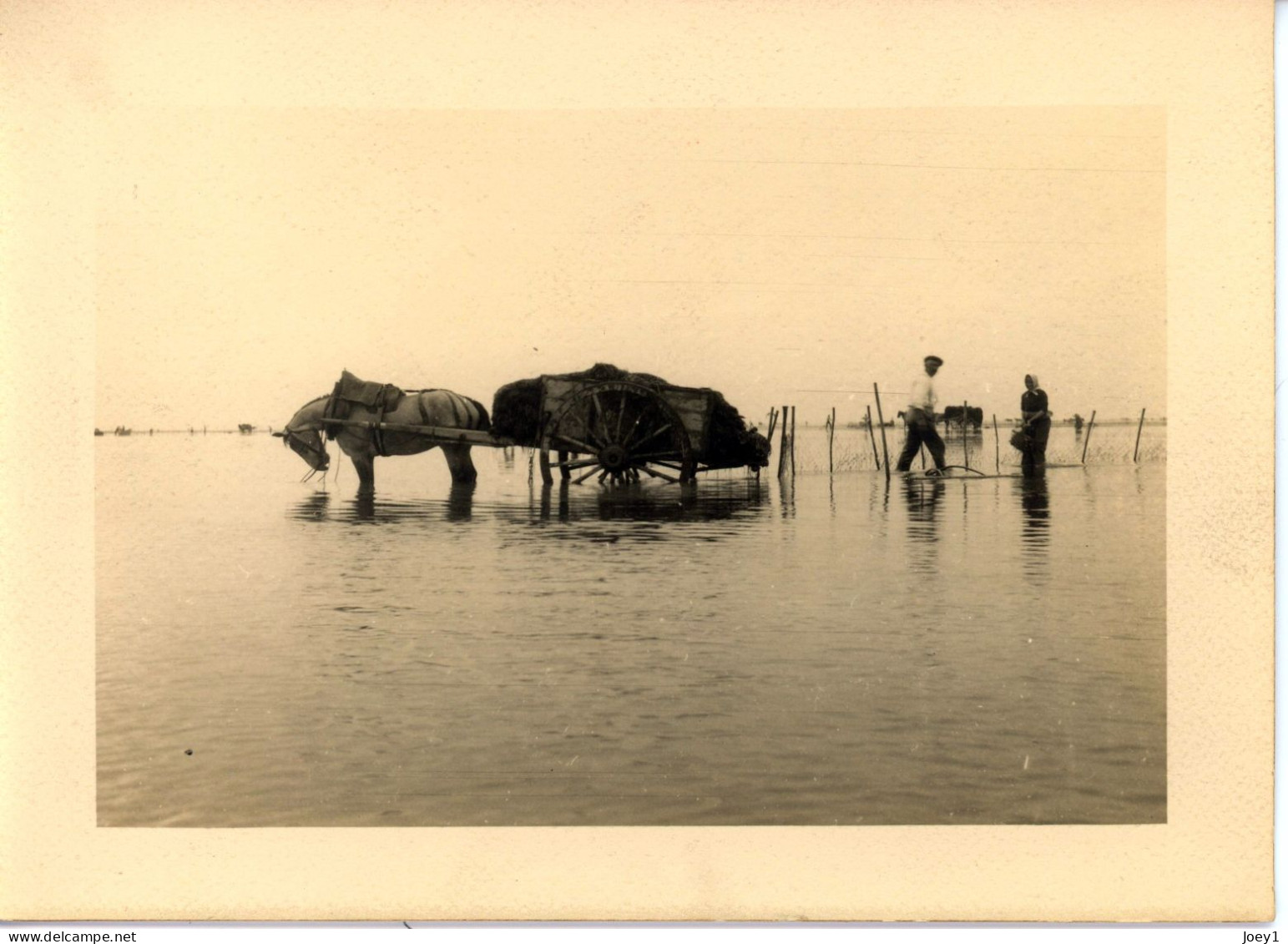 Photo De St Martin De Bréhal, Ramassage Du Varech Département De La Manche Années 1920 Format 13/18 - Luoghi