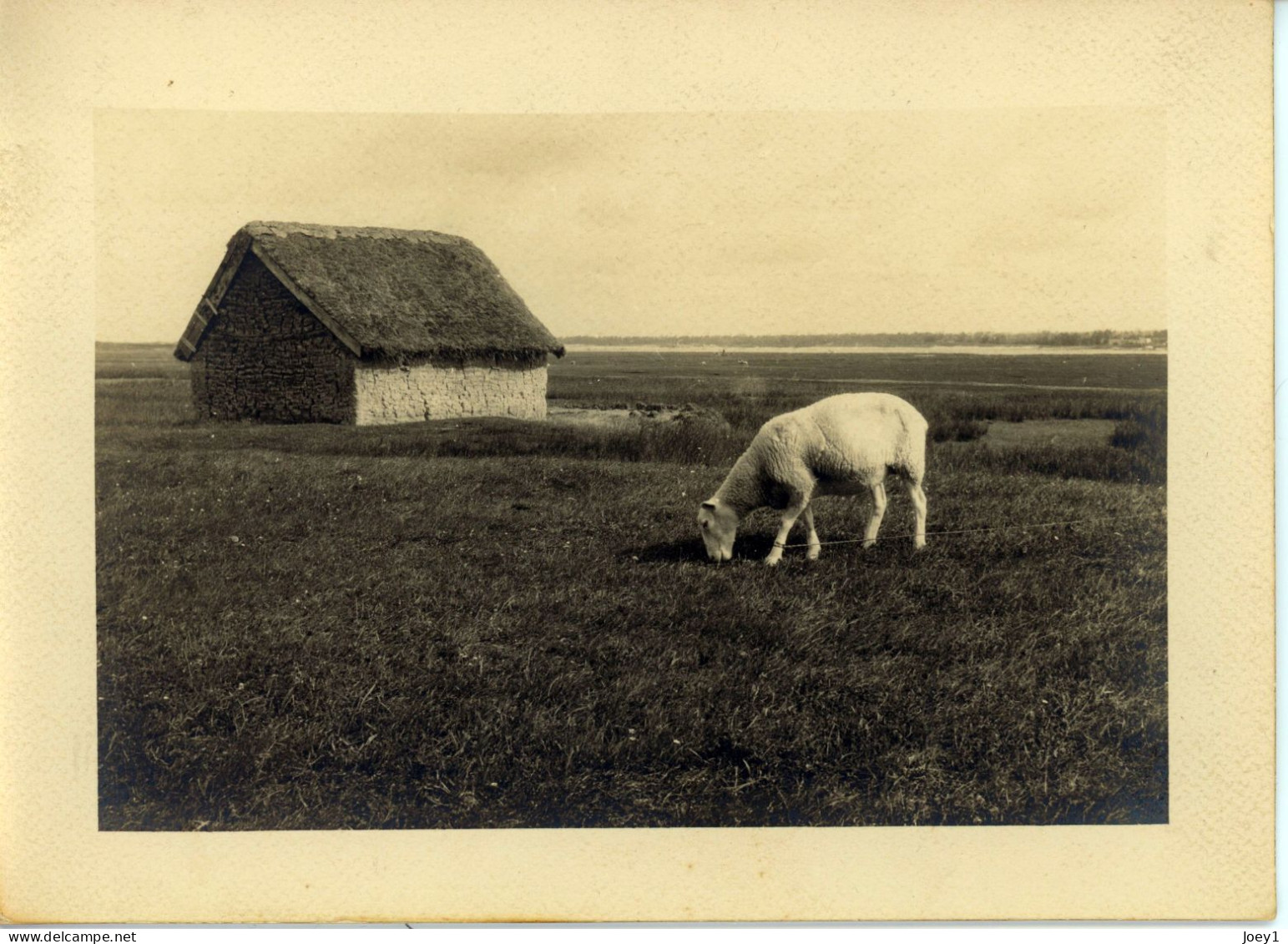 Photo De St Martin De Bréhal, Un Mouton De Le Pré Salé,département De La Manche Années 1920 Format 13/18 - Orte