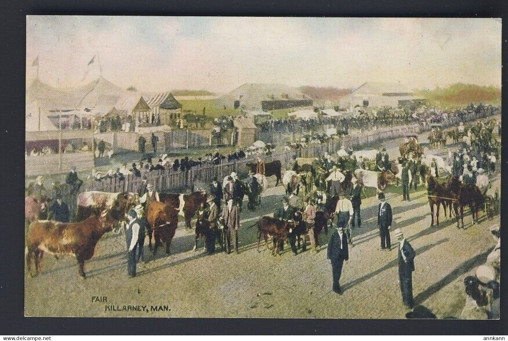 KILLARNEY MANITOBA - Fair - Cattle Busy Scene - Altri & Non Classificati