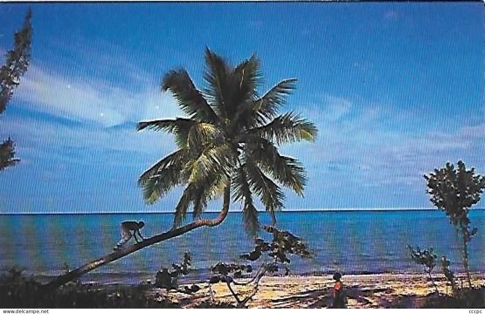 CPSM Nassau In The Bahamas Bohamian Climbs For A Coconut - Bahamas