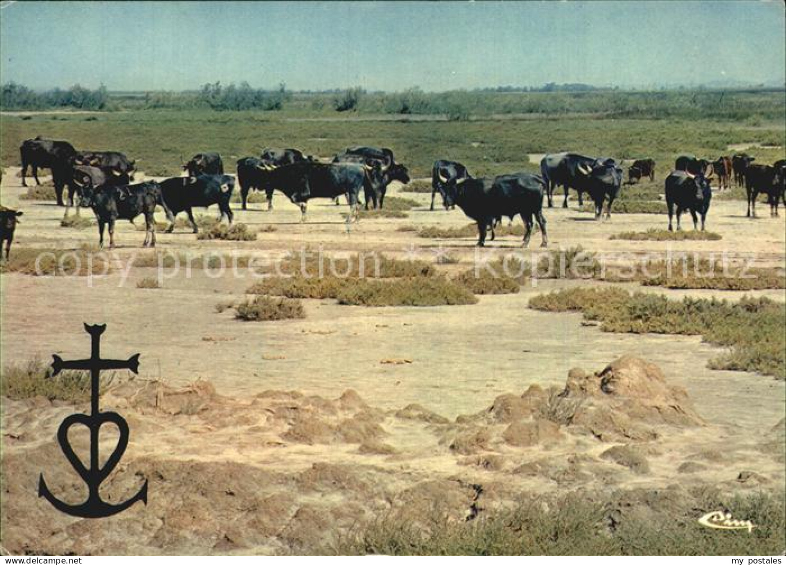 72547943 Stiere Toros En Camargue   - Bull