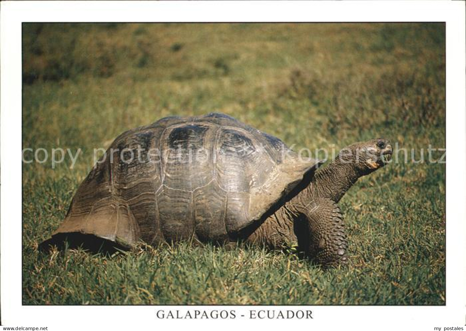 72547930 Schildkroeten Giant Tortois Isla Santa Cruz Galapagos Ecuador  - Schildkröten