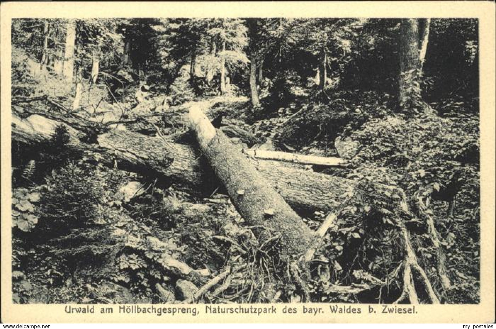 41094762 Zwiesel Niederbayern Hoellbachgespreng Naturschutzpark Baernzell - Zwiesel