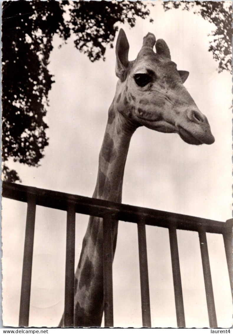 19-2-2024 (4 X 38) Genoline - Black & White (posted In 1956) NO Number - Girafe / Giraffe - Giraffes