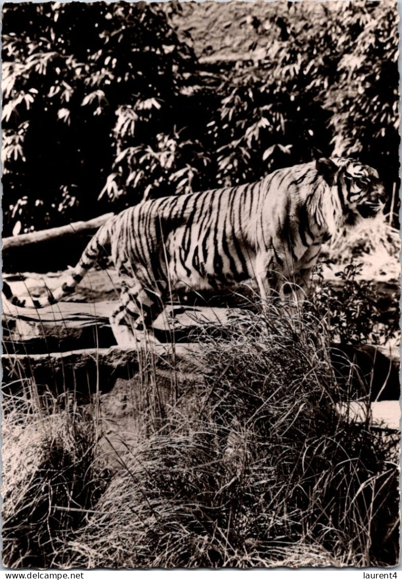 19-2-2024 (4 X 38) Transfusine - Black & White (posted In 1958) Number 78 - Tigre / Tiger - Tigri