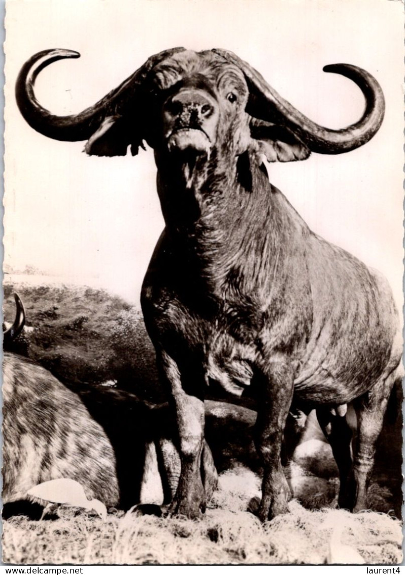 19-2-2024 (4 X 38) Transfusine - Black & White (posted In 1958) Number 85 - Buffle D'Afrique / African Buffalo - Taureaux