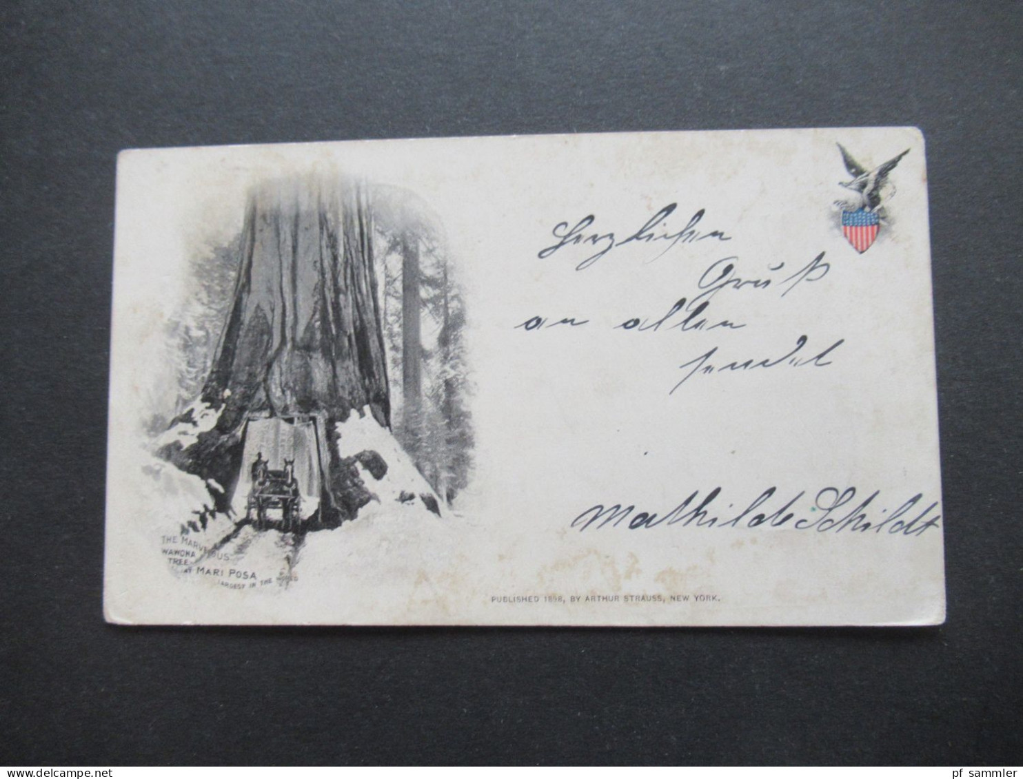 USA 1899 Private Mailing Card / AK The Marvelous Wawona Tree At Mari Posa Published 1898 By Arthur Strauss New York - Cartas & Documentos