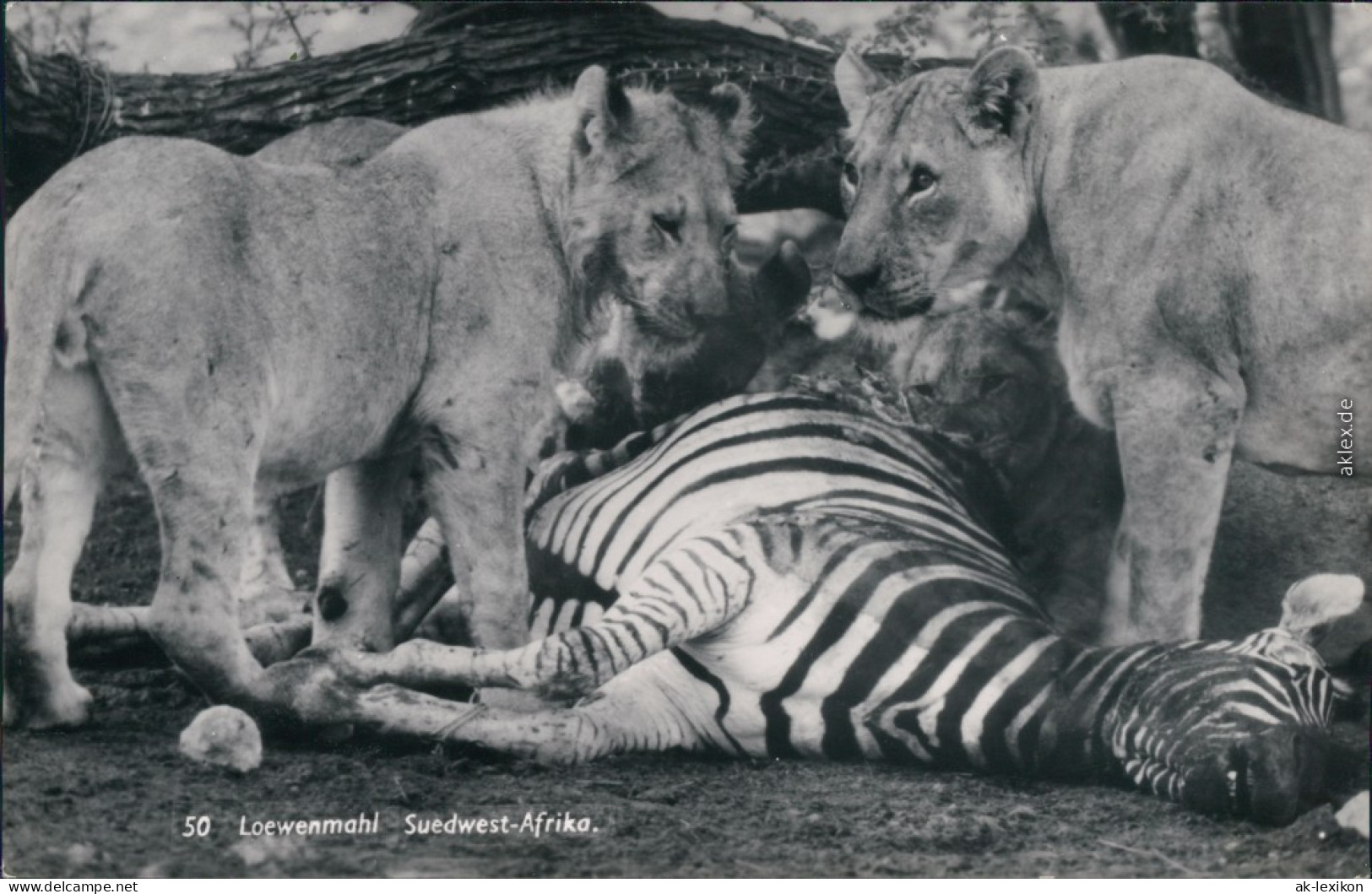Südwest-Afrika Namibia Löwenmahl: Erlegtes Zebra Wird Von Löwen Gefressen 1970 - Namibia