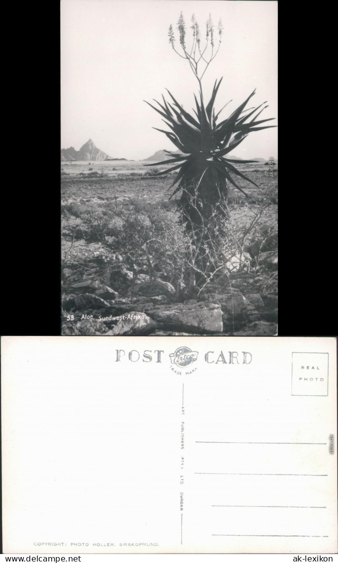 Ansichtskarte  Südwest-Afrika: Aloe 1970 - Namibië