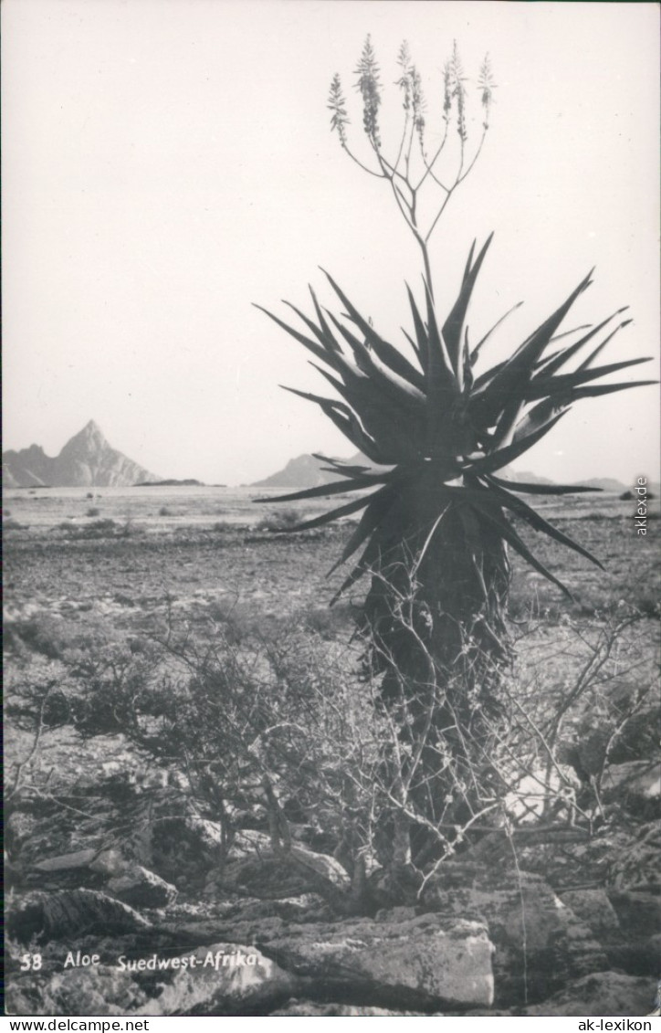 Ansichtskarte  Südwest-Afrika: Aloe 1970 - Namibië