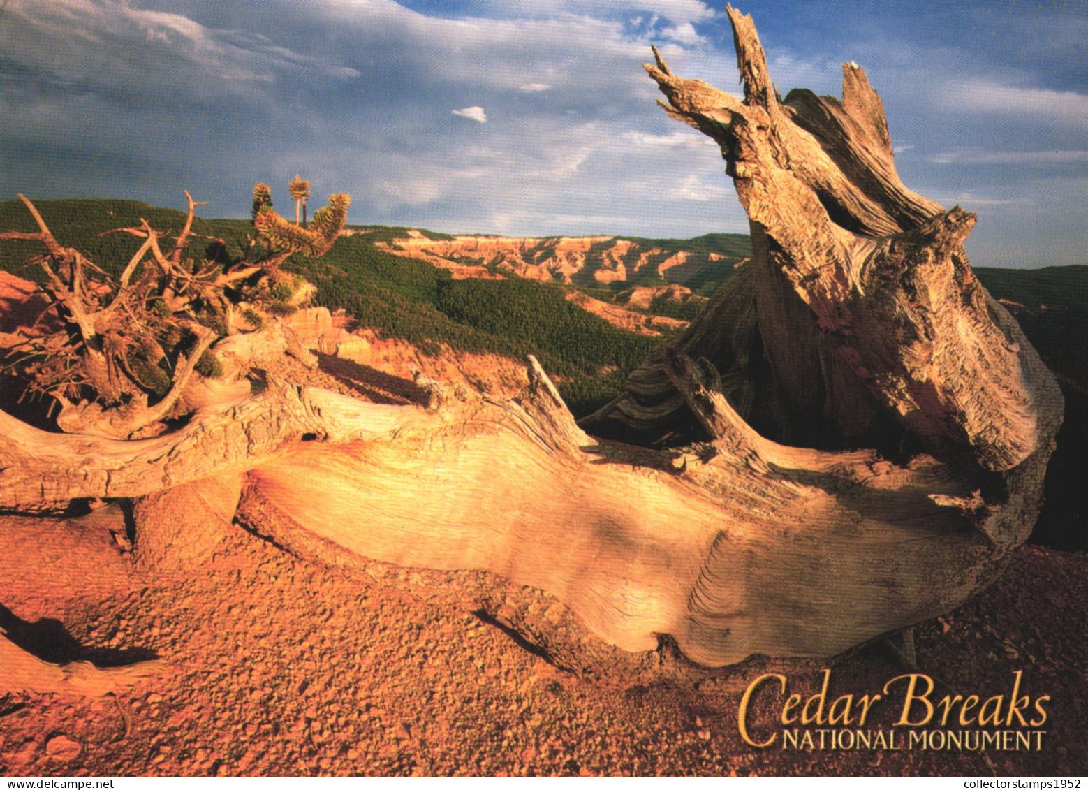 CEDAR BREAKS NATIONAL MONUMENT, UTAH, BRISTLECONE PINE, UNITED STATES, POSTCARD - Other & Unclassified