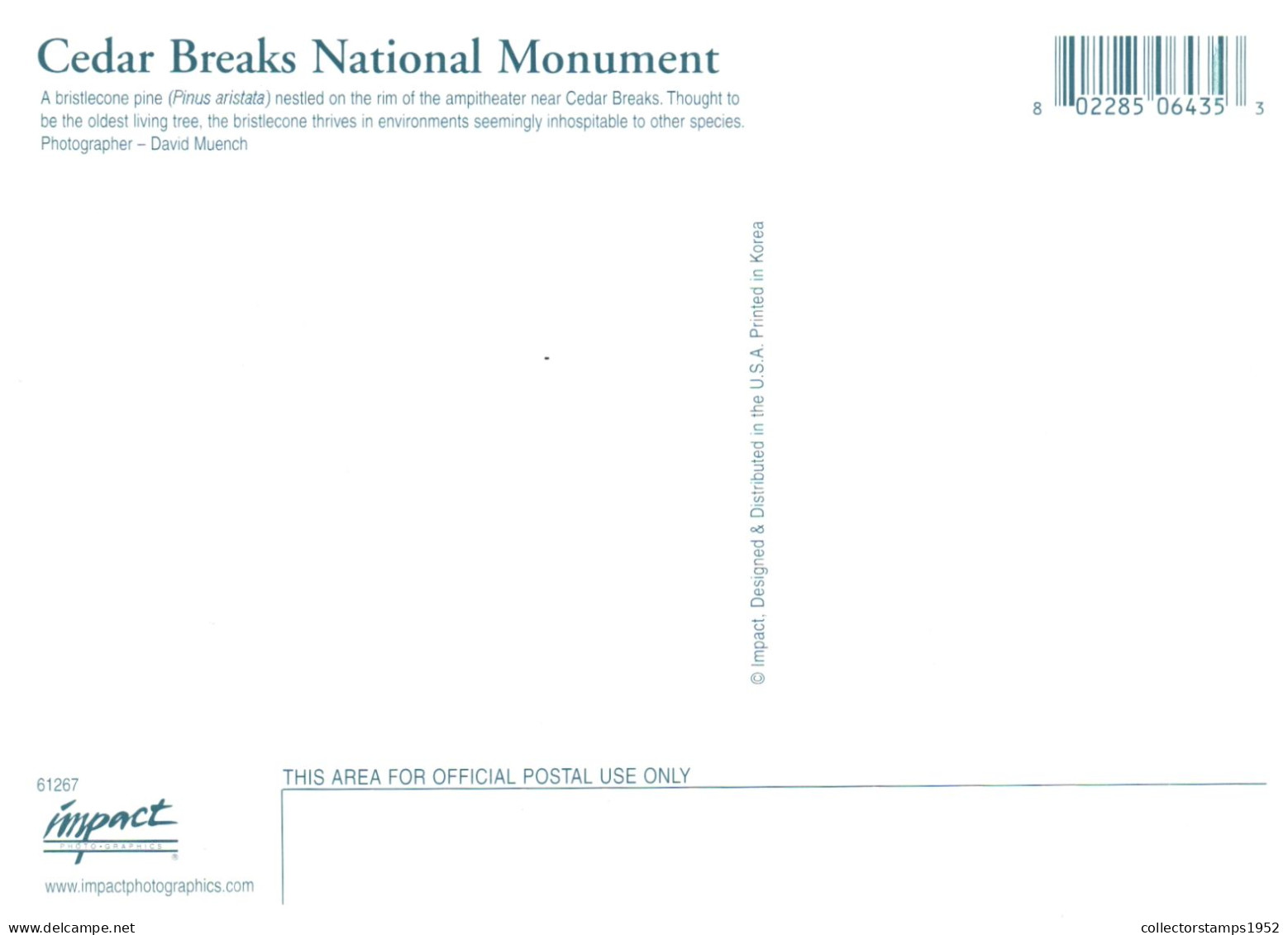 CEDAR BREAKS NATIONAL MONUMENT, UTAH, BRISTLECONE PINE, UNITED STATES, POSTCARD - Autres & Non Classés