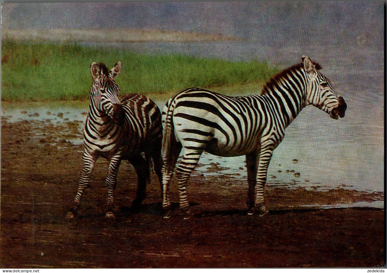 H0607 - Zebra - Planet Verlag DDR - Zebras