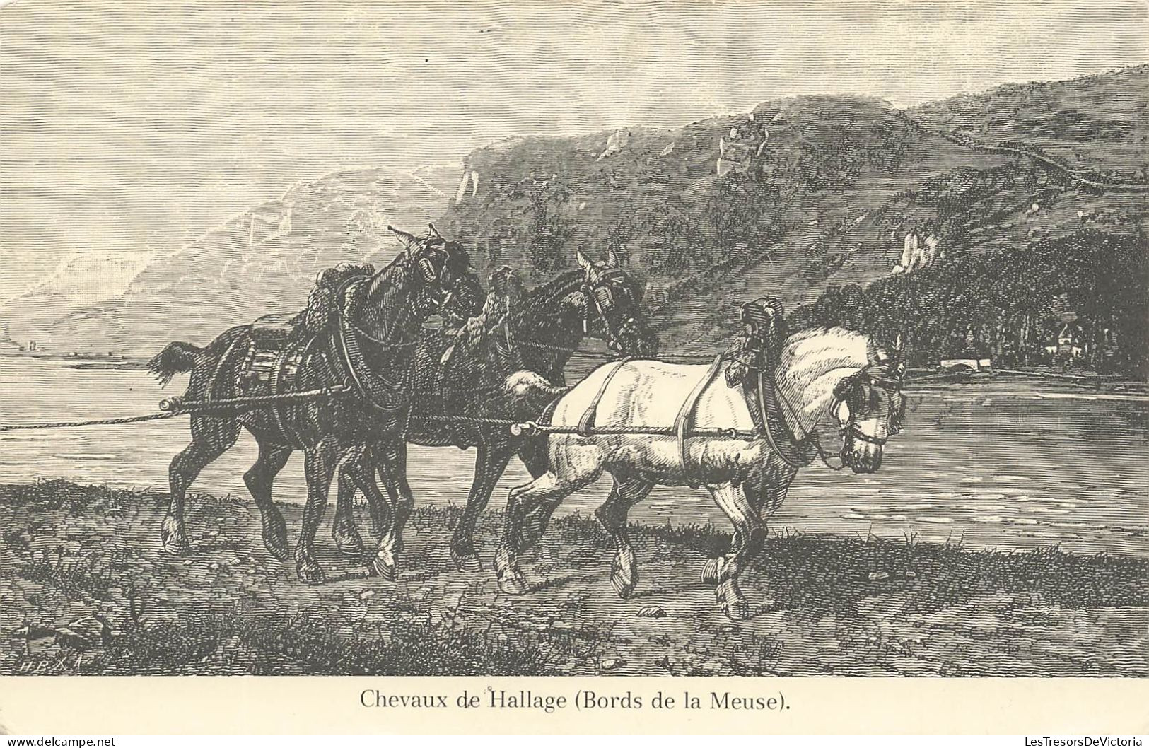 ANIMAUX - Chevaux - Chevaux De Hallage (Bords De La Meuse) - Carte Postale Ancienne - Pferde