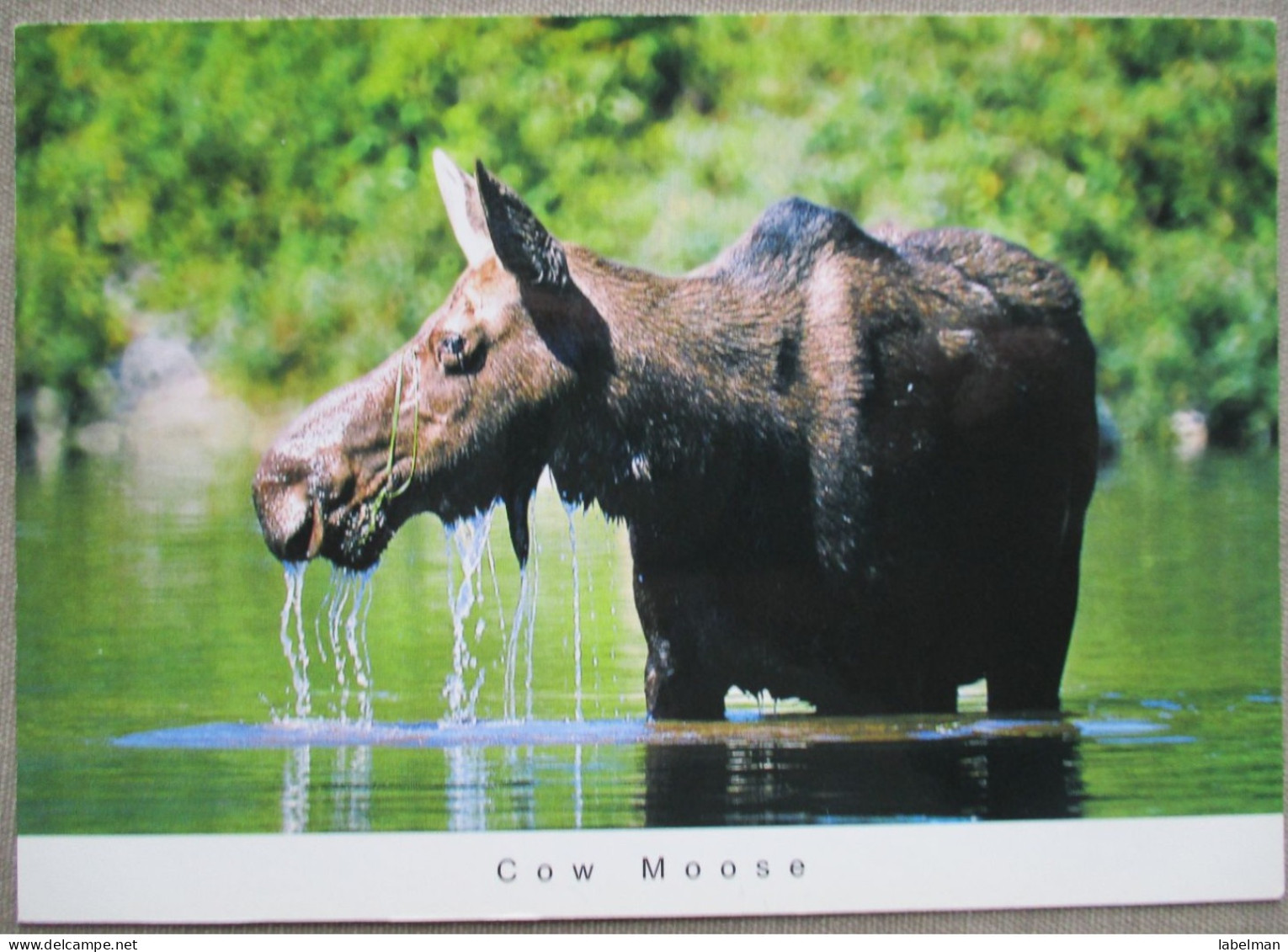 CANADA COW MOOSE BAXTER STATE PARK KARTE CARD CARTE POSTALE POSTKARTE POSTCARD ANSICHTSKARTE CARTE POSTALE CARTOLINA - Calgary