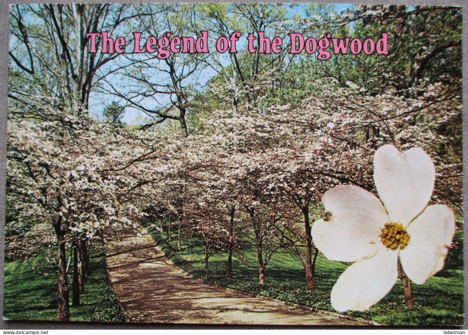 USA UNITED STATES NORTH CAROLINA LEGEND OF DOGWOOD KARTE CARD POSTCARD CARTE POSTALE ANSICHTSKARTE CARTOLINA POSTKARTE - Durham