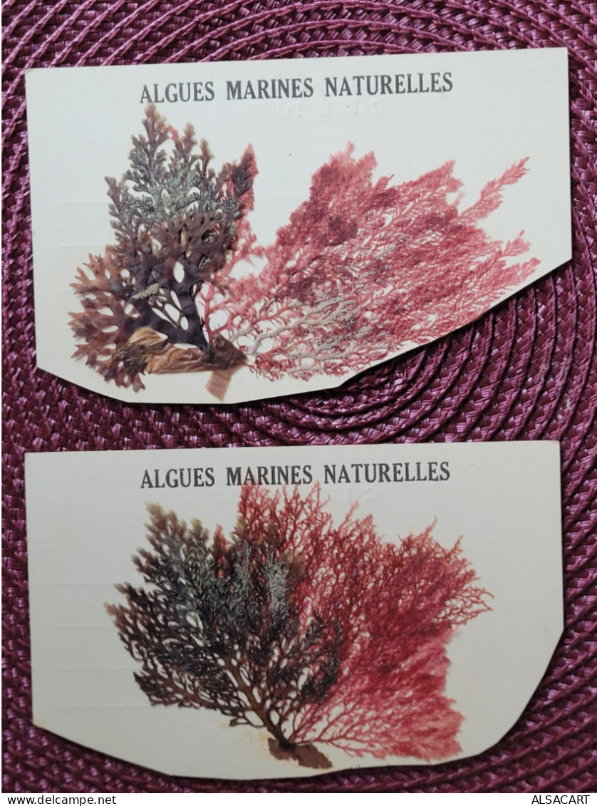 2 Cartes Coupés Algues Marines Naturelles - Autres & Non Classés