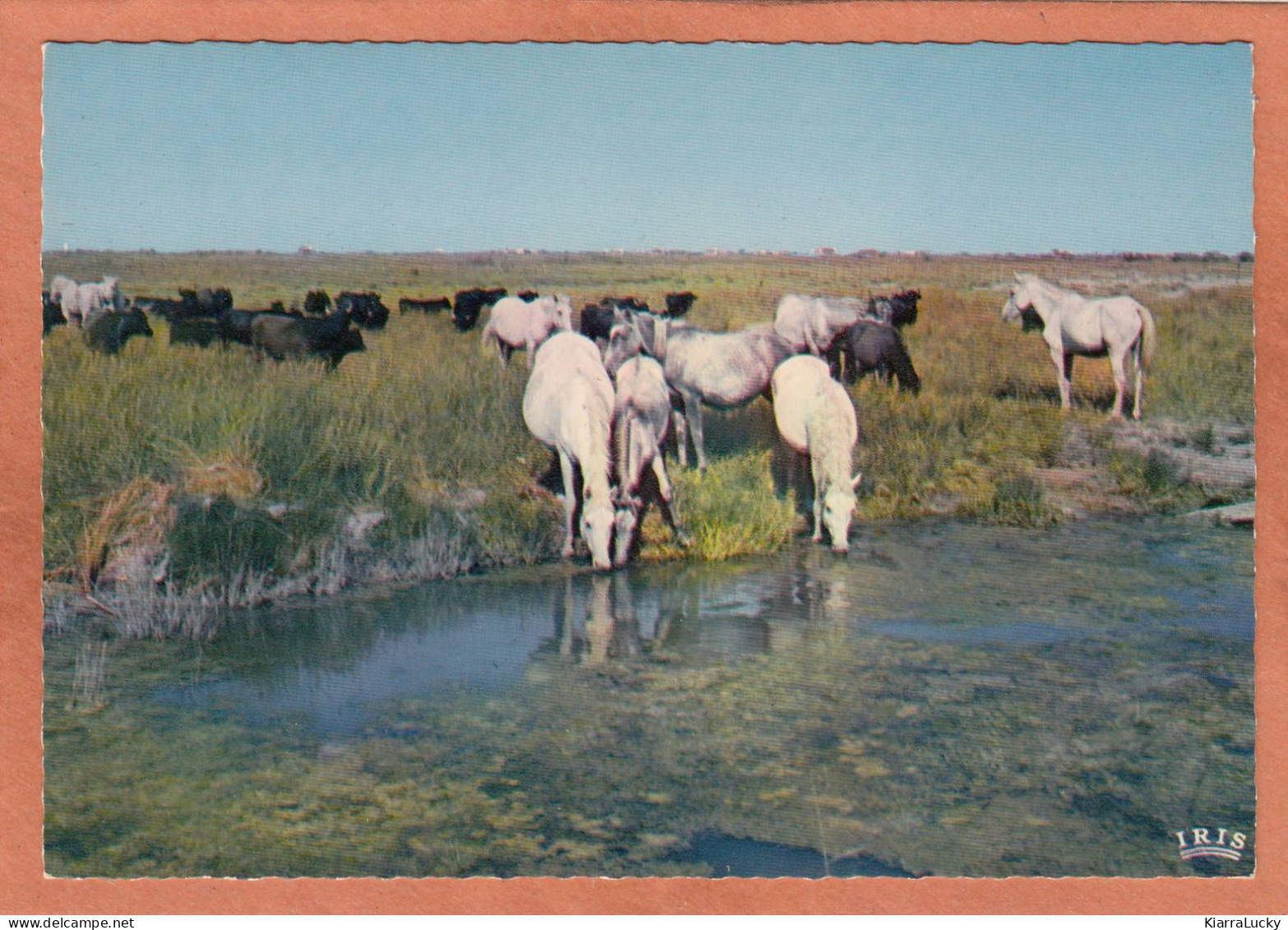 CHEVAL HORSE PFERD CABALLO CAVALLO - EN CAMARGUE - TAUREAUX CHEVAUX SAUVAGES - NEUVE - Bull