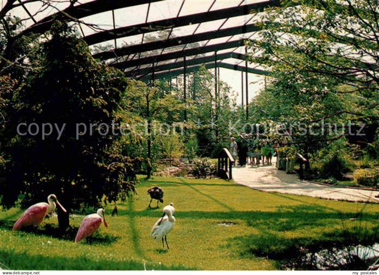 72655726 Walsrode Lueneburger Heide Freiflughalle Im Vogelpark Walsrode - Walsrode