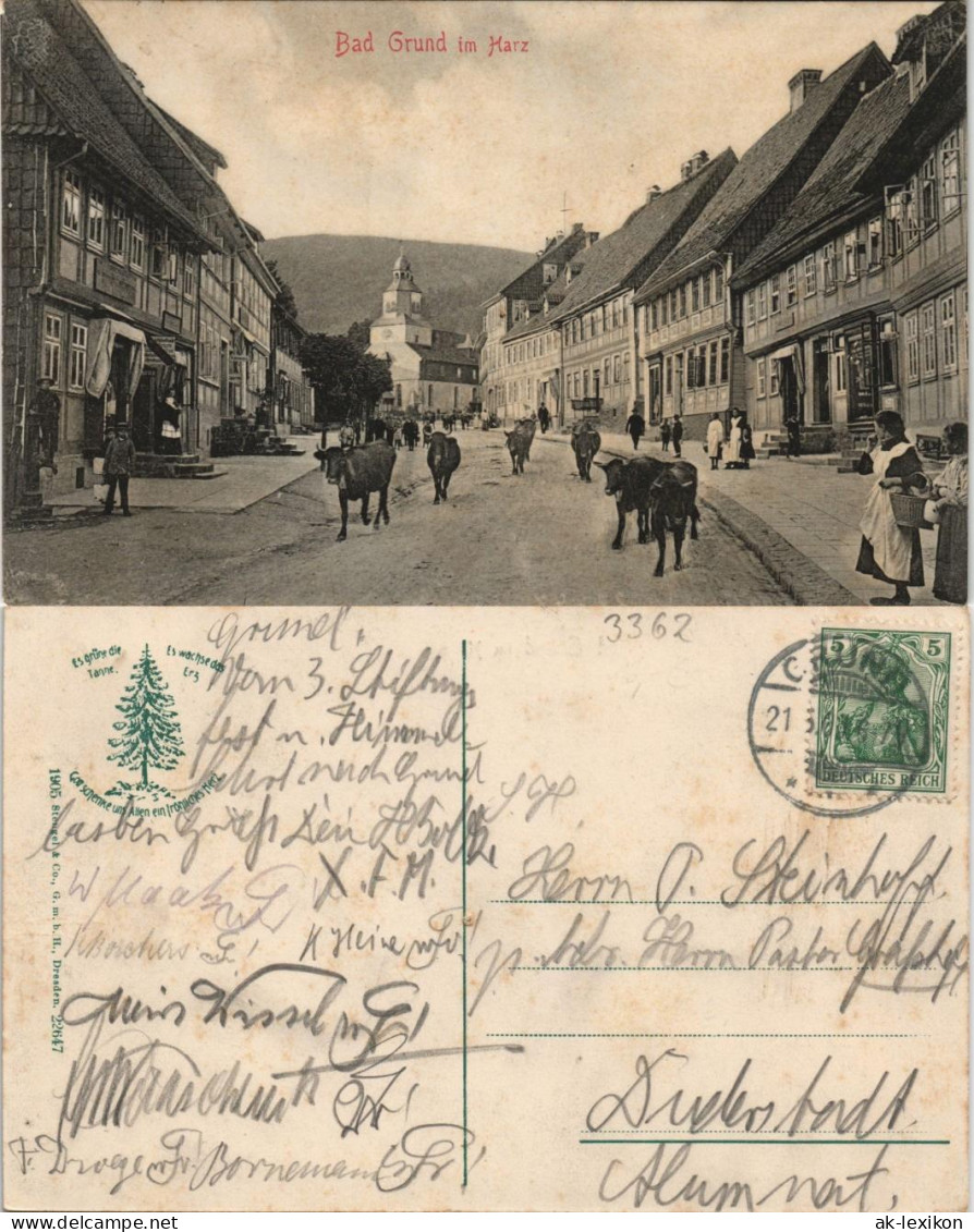 Ansichtskarte Bad Grund (Harz) Straße Viehabtrieb 1905 - Bad Grund