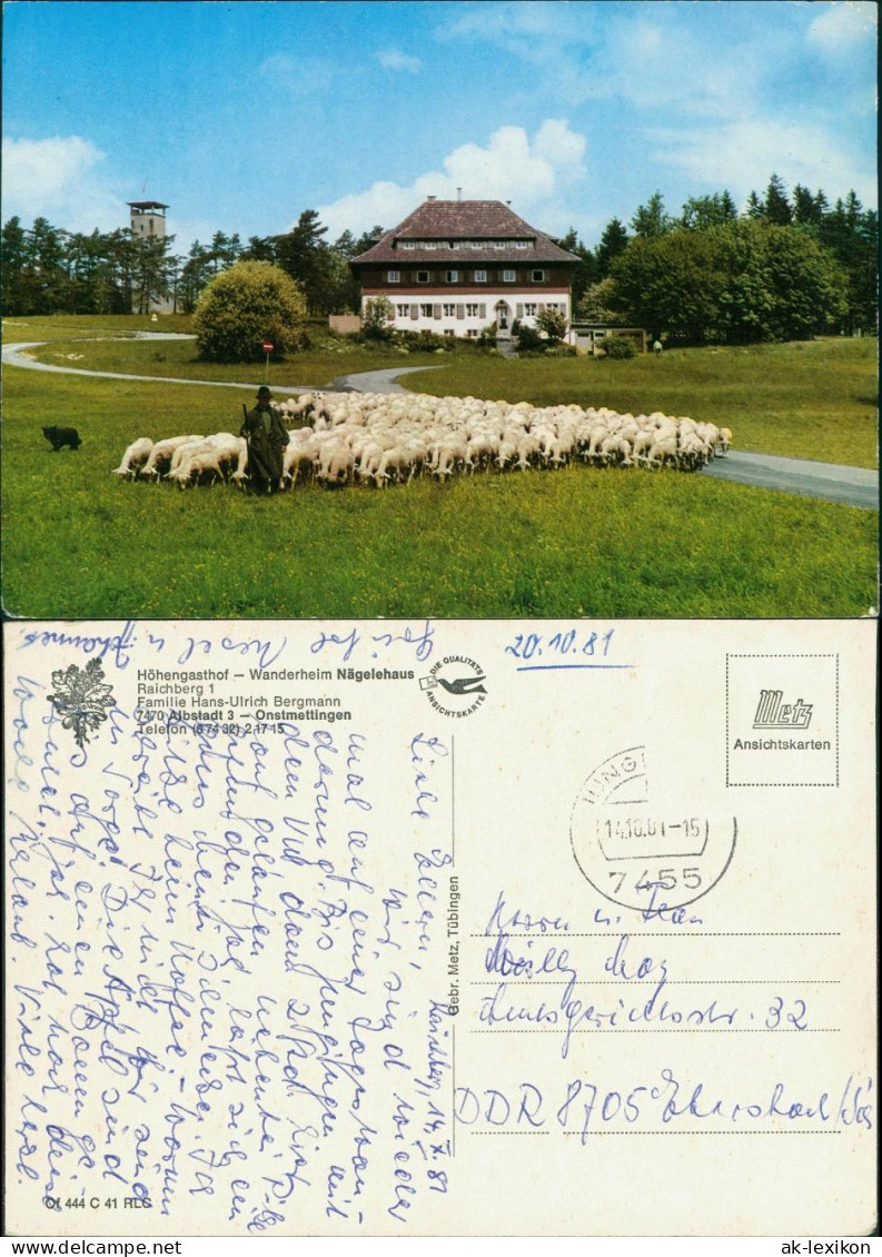 Albstadt Schaf Herde Am Höhen-Gasthof Wanderheim Nägelehaus Raichberg 1981 - Albstadt