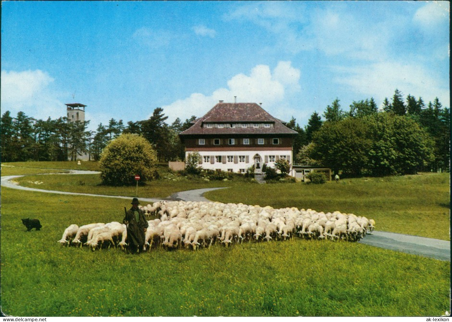 Albstadt Schaf Herde Am Höhen-Gasthof Wanderheim Nägelehaus Raichberg 1981 - Albstadt