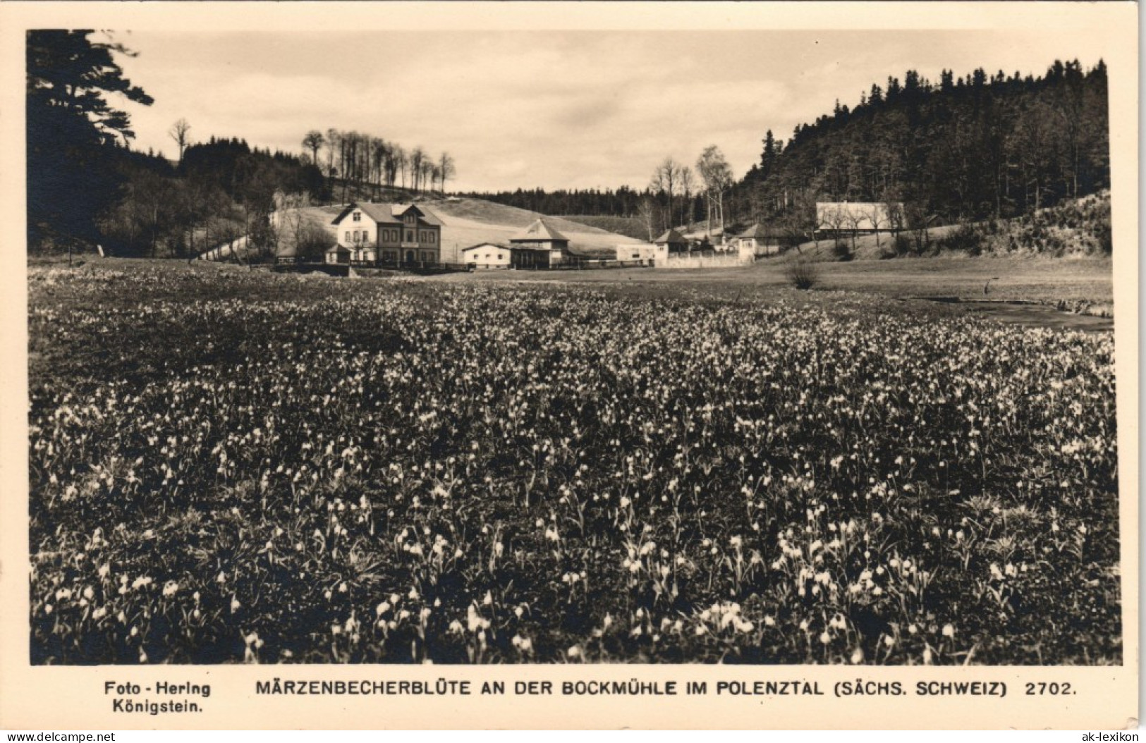 Polenz-Neustadt (Sachsen) Märzenbecherblüte An Der Bockmühle Im Polenztal 1955 # - Neustadt