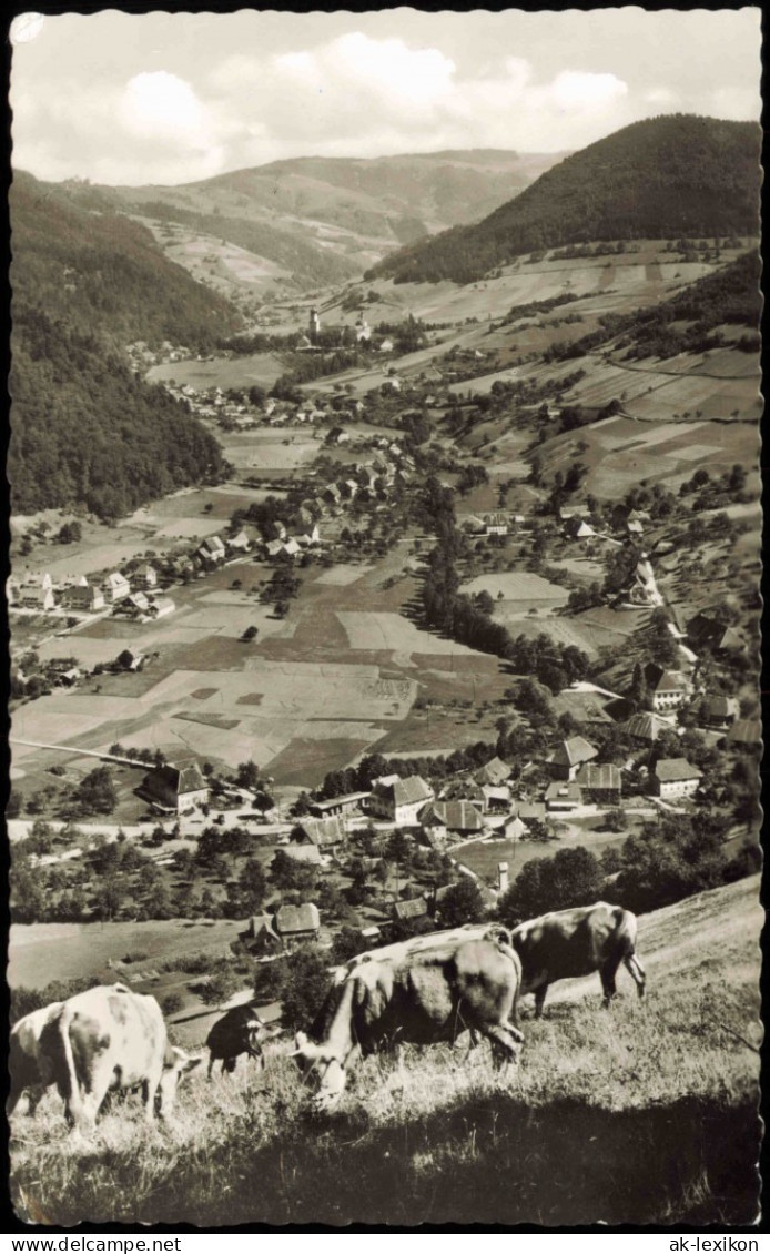 Münstertal/Schwarzwald Panorama-Ansicht Von Der Kuhweide Aus 1963 - Muenstertal