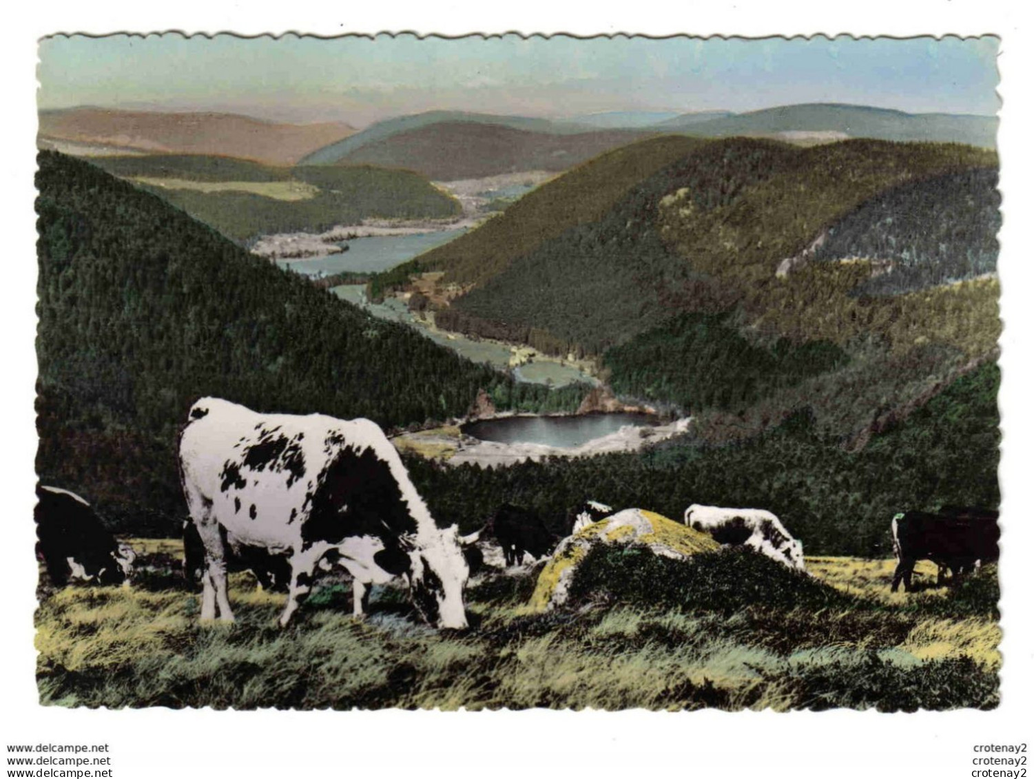 88 Hautes Vosges N°55 XONRUPT Lacs De Retournemer Et Longemer Beau Troupeau De Vaches VOIR DOS - Xonrupt Longemer