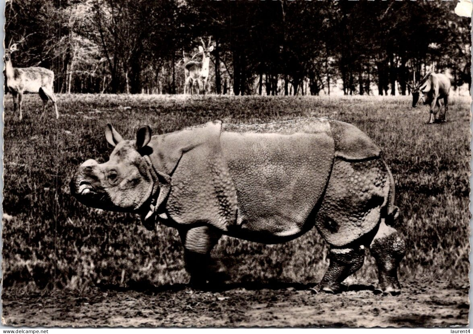 20-2-2024 (4 X 43) Genoline - Black & White (posted In 1956) NO NUMBER !? - Asian ? Rhinoceros - Rinoceronte