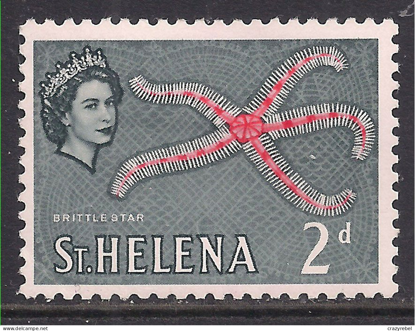 St Helena 1961 QE2 2d Brittle Star Fish MM SG 178 ( B33 ) - Saint Helena Island