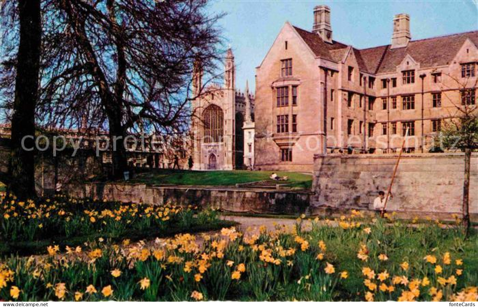 72739163 Cambridge Cambridgeshire Daffodil Time Cambridge - Autres & Non Classés