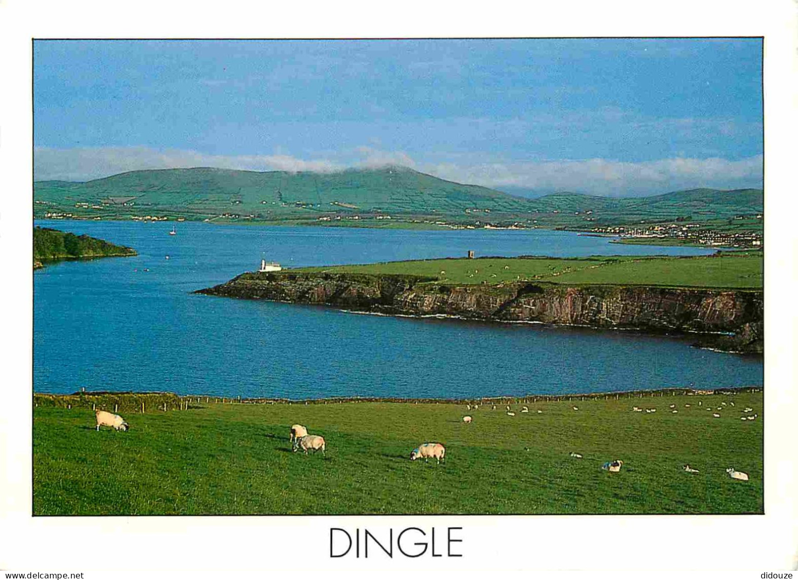 Irlande - Kerry - Dingle Peninsula - Dingle Is The Chief Town Of The Peninsula - Moutons - CPM - Timbre Mésange - Voir S - Kerry