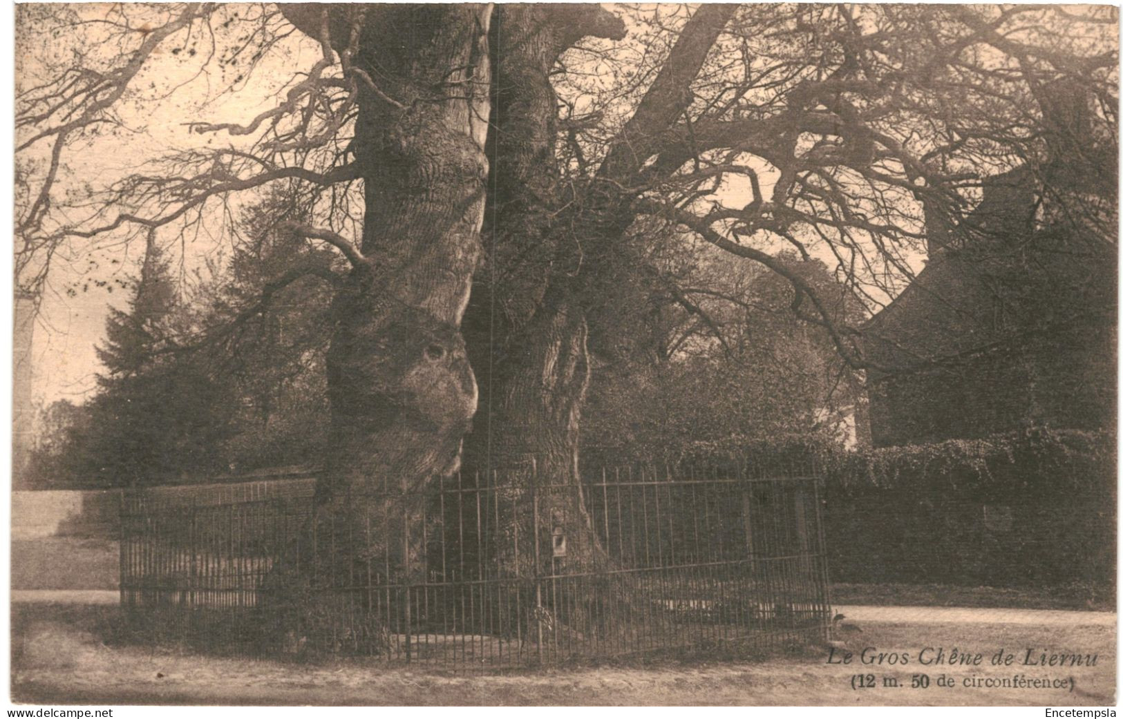 CPA Carte Postale  Belgique Liernu Le Gros Chêne 1932  VM77555 - Eghezée