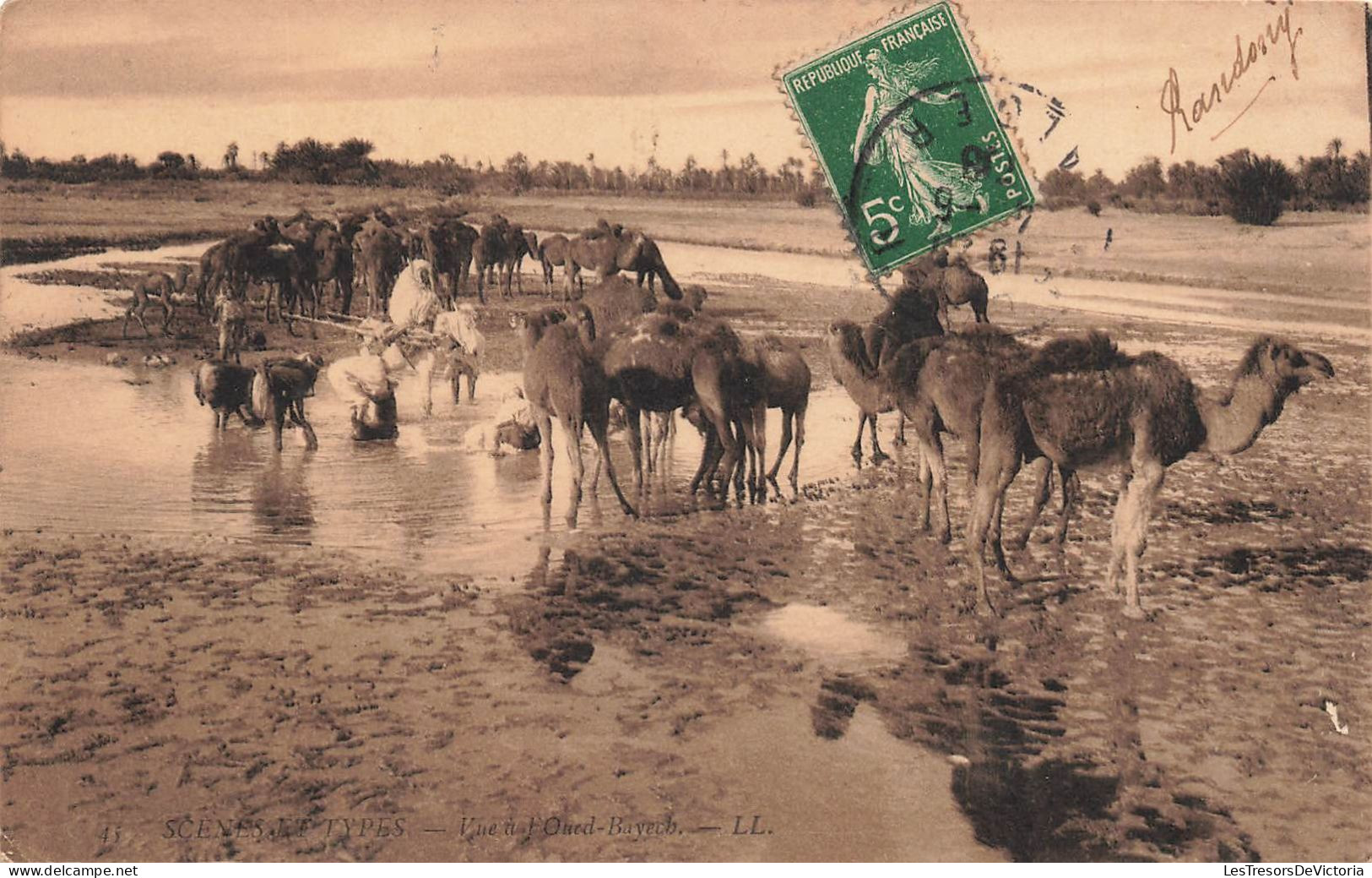 TUNISIE - Scènes Et Types - Vue à L'Oued Bayech - LL - Dromadaires - Point D'eau - Carte Postale Ancienne - Tunisie