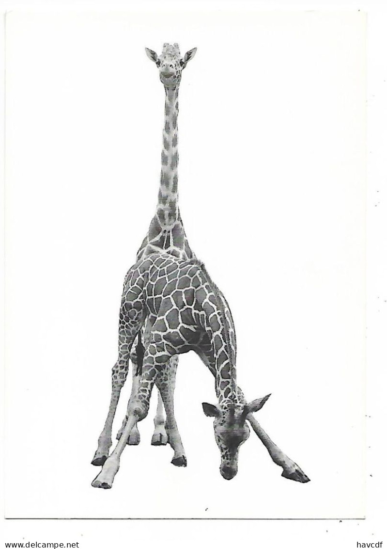 CPM - édit. BIRI PUBLICATIONS (Hollande) - 213 - GIRAFES - Jirafas