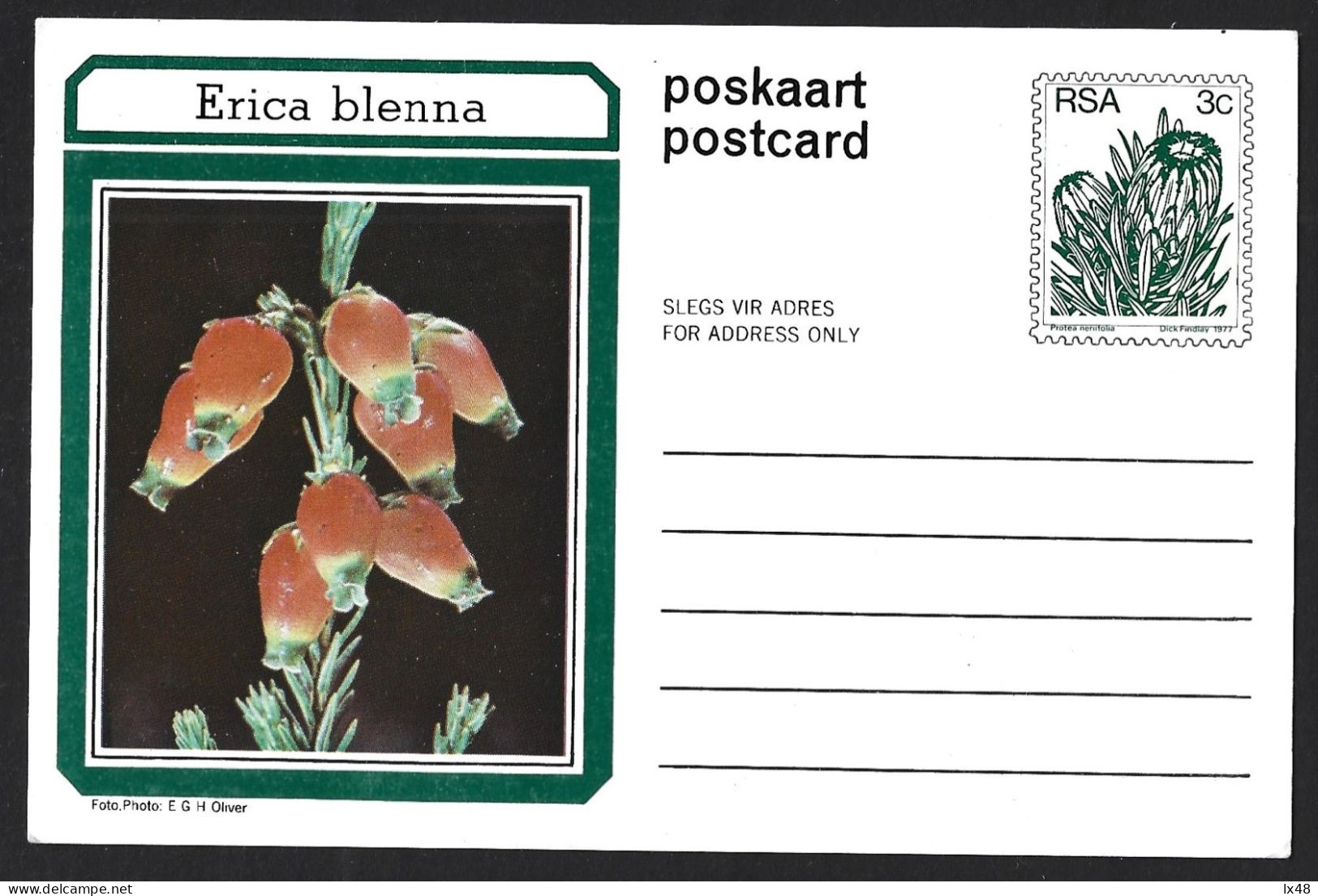 Entire Postcard Of Erica Blenna Plant From South Africa. Leaves Of The Plant Used For Teas And Pharmacy. - Farmacia