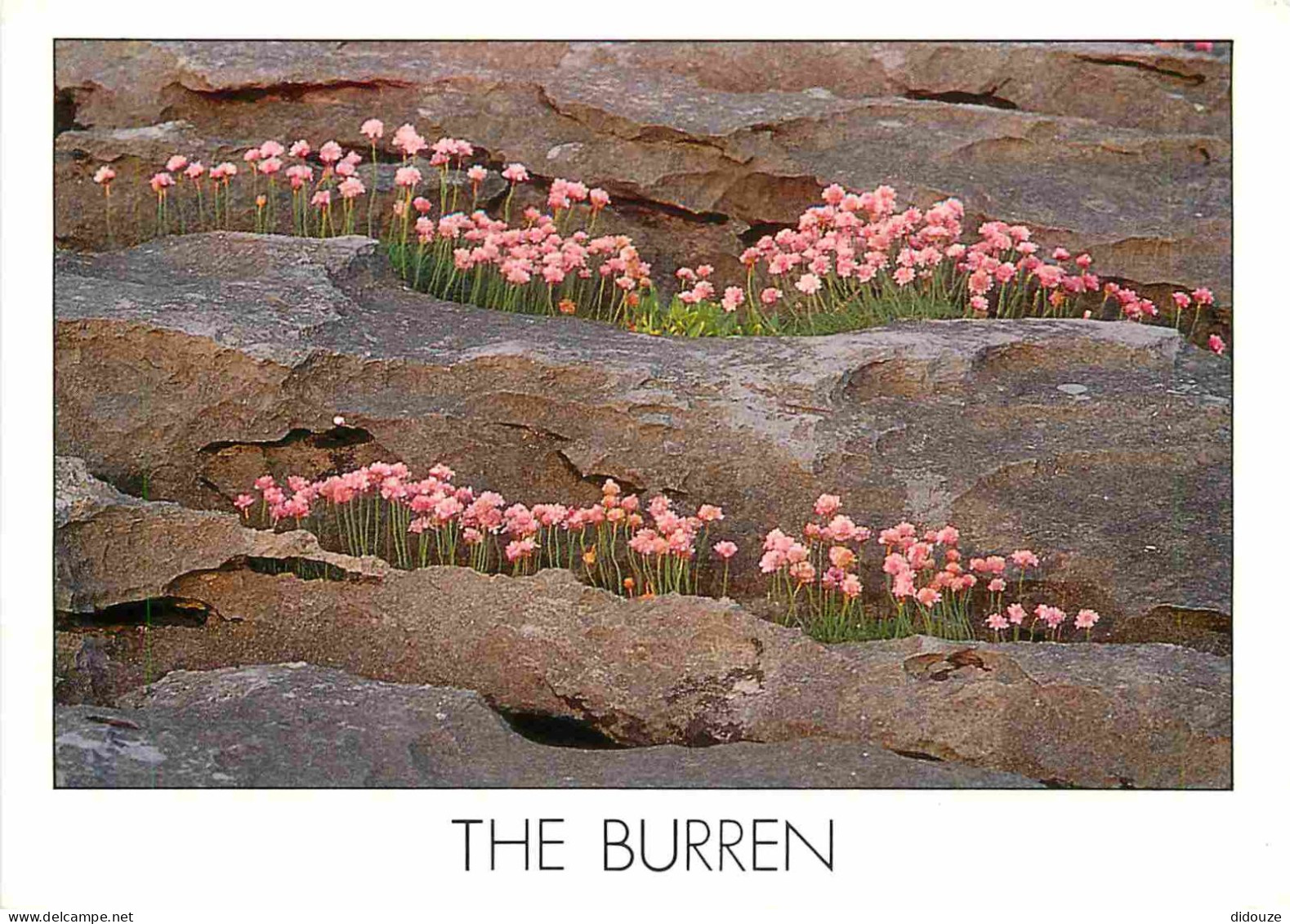 Irlande - Clare - The Burren - Fleurs - CPM - Carte Neuve - Voir Scans Recto-Verso - Clare